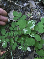 Phytomyza minuscula group