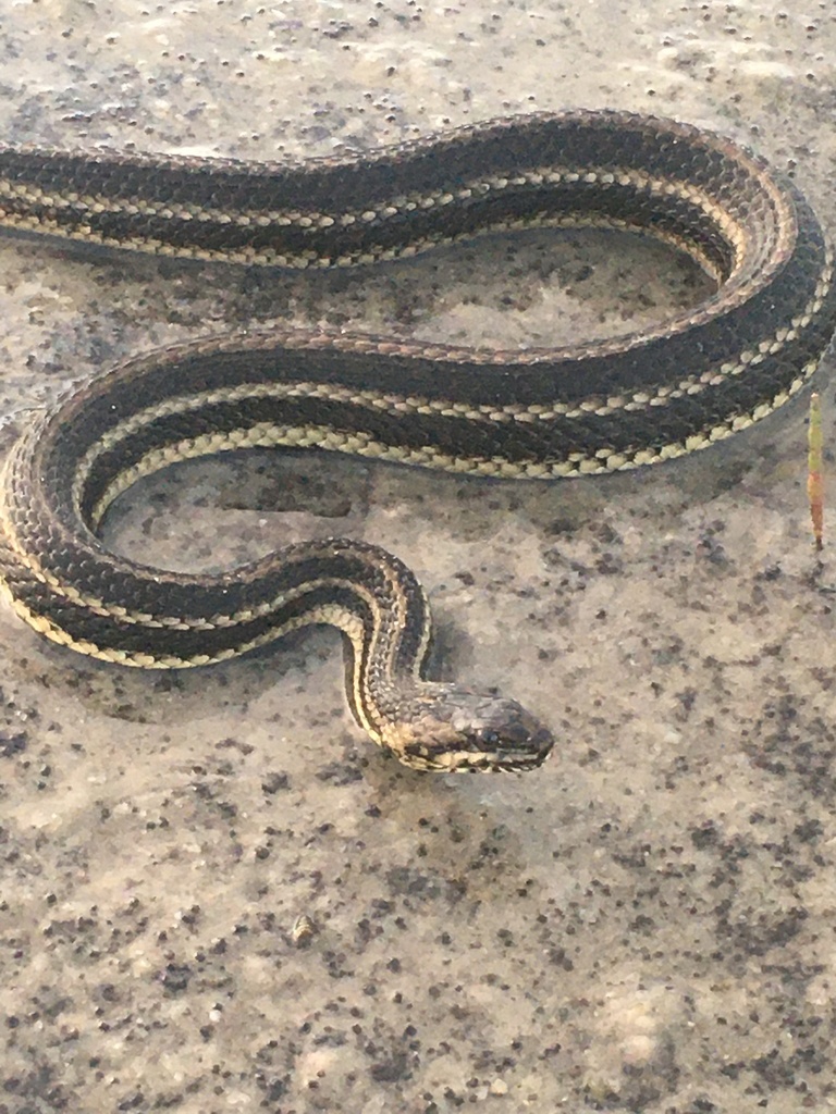 Gulf Saltmarsh Snake in July 2022 by Jonathan Layman · iNaturalist