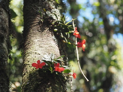 Cattleya coccinea