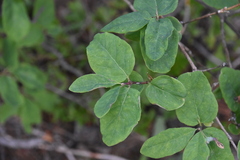 Lonicera utahensis