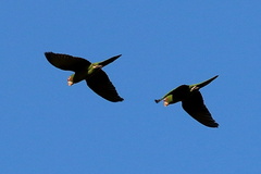 Psittacara mitratus