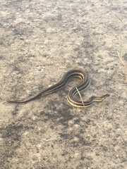 Nerodia clarkii clarkii