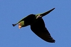 Psittacara mitratus