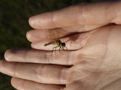 Sympetrum depressiusculum