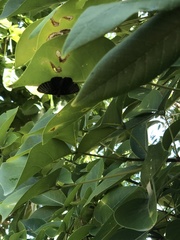 Melanis cephise