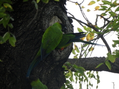 Aratinga nenday