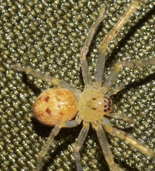 Olios argelasius