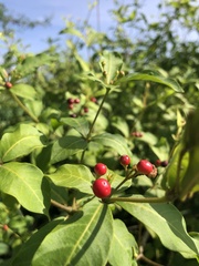Rauvolfia tetraphylla