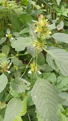 Galeopsis