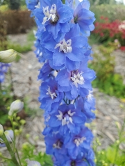 Delphinium