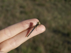 Sympetrum depressiusculum