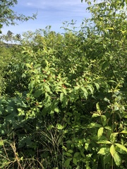 Rauvolfia tetraphylla