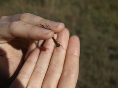 Sympetrum depressiusculum