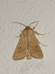 Mythimna