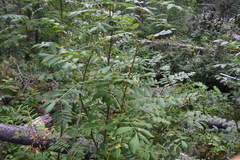 Sorbus scopulina