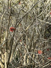 Erythrina