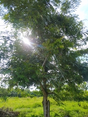 Senna siamea