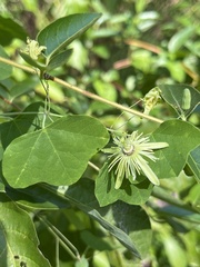Passiflora lutea