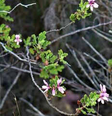 Pelargonium panduriforme