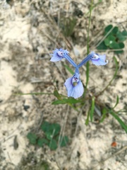 Moraea tripetala