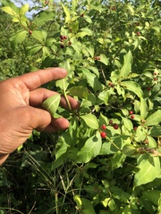 Rauvolfia tetraphylla