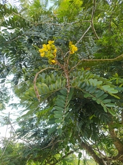 Senna siamea