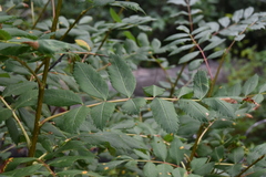 Sorbus scopulina