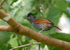 Thamnophilus palliatus