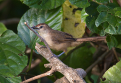 Phacellodomus rufifrons