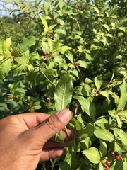 Rauvolfia tetraphylla