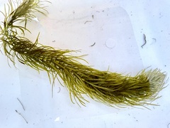 Hippuris vulgaris