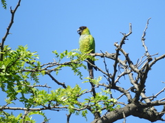 Aratinga nenday