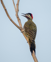 Colaptes melanochloros