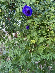 Clitoria ternatea