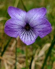 Viola langsdorffii