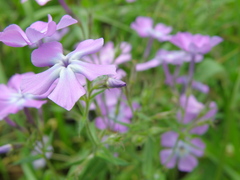 Phlox