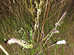Odontites vulgaris