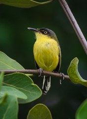 Todirostrum cinereum