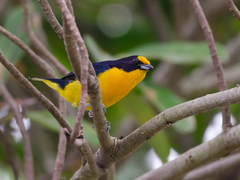Euphonia violacea