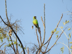 Aratinga nenday