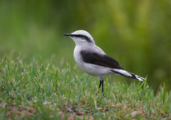 Fluvicola nengeta