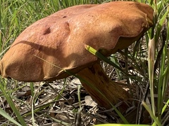 Boletus subvelutipes