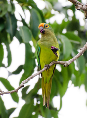 Eupsittula aurea