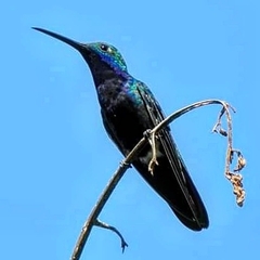 Anthracothorax nigricollis