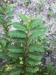 Chamaecrista