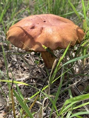 Boletus subvelutipes