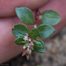 Polygonum minimum - Photo (c) Ken-ichi Ueda, algunos derechos reservados (CC BY), subido por Ken-ichi Ueda