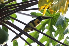 Pteroglossus torquatus