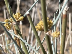 Ephedra nevadensis