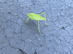 Amblycorypha
